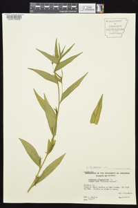 Ludwigia decurrens image