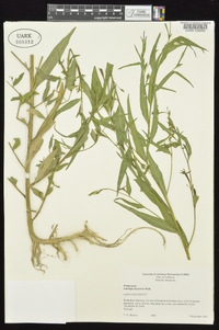 Ludwigia decurrens image