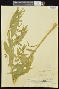 Ludwigia decurrens image