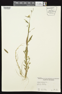 Ludwigia decurrens image