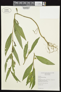 Ludwigia decurrens image