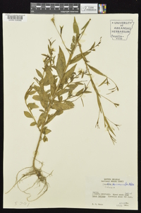 Ludwigia decurrens image