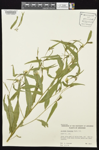 Ludwigia decurrens image