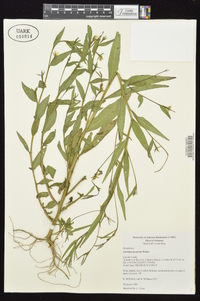 Ludwigia decurrens image