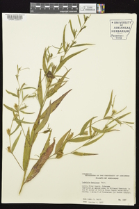 Ludwigia decurrens image