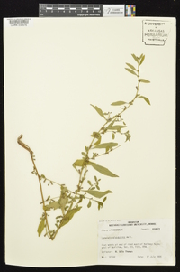 Ludwigia glandulosa image