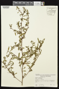 Ludwigia glandulosa subsp. glandulosa image