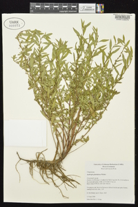 Ludwigia glandulosa image