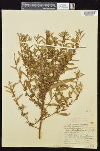 Ludwigia glandulosa image