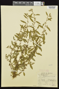 Ludwigia glandulosa image