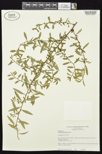 Ludwigia glandulosa image