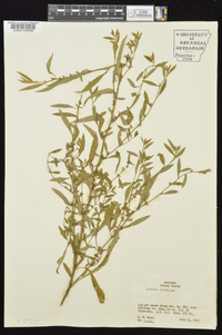 Ludwigia glandulosa image