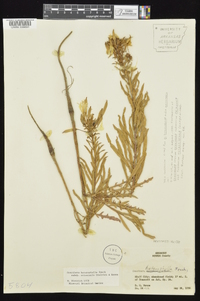 Oenothera heterophylla image