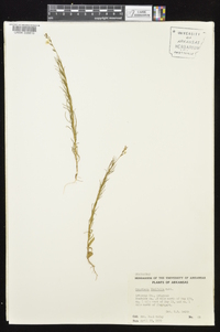 Oenothera linifolia image