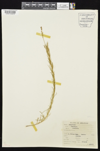 Oenothera linifolia image