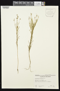 Oenothera linifolia image