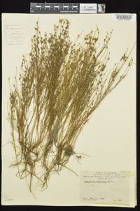 Oenothera linifolia image