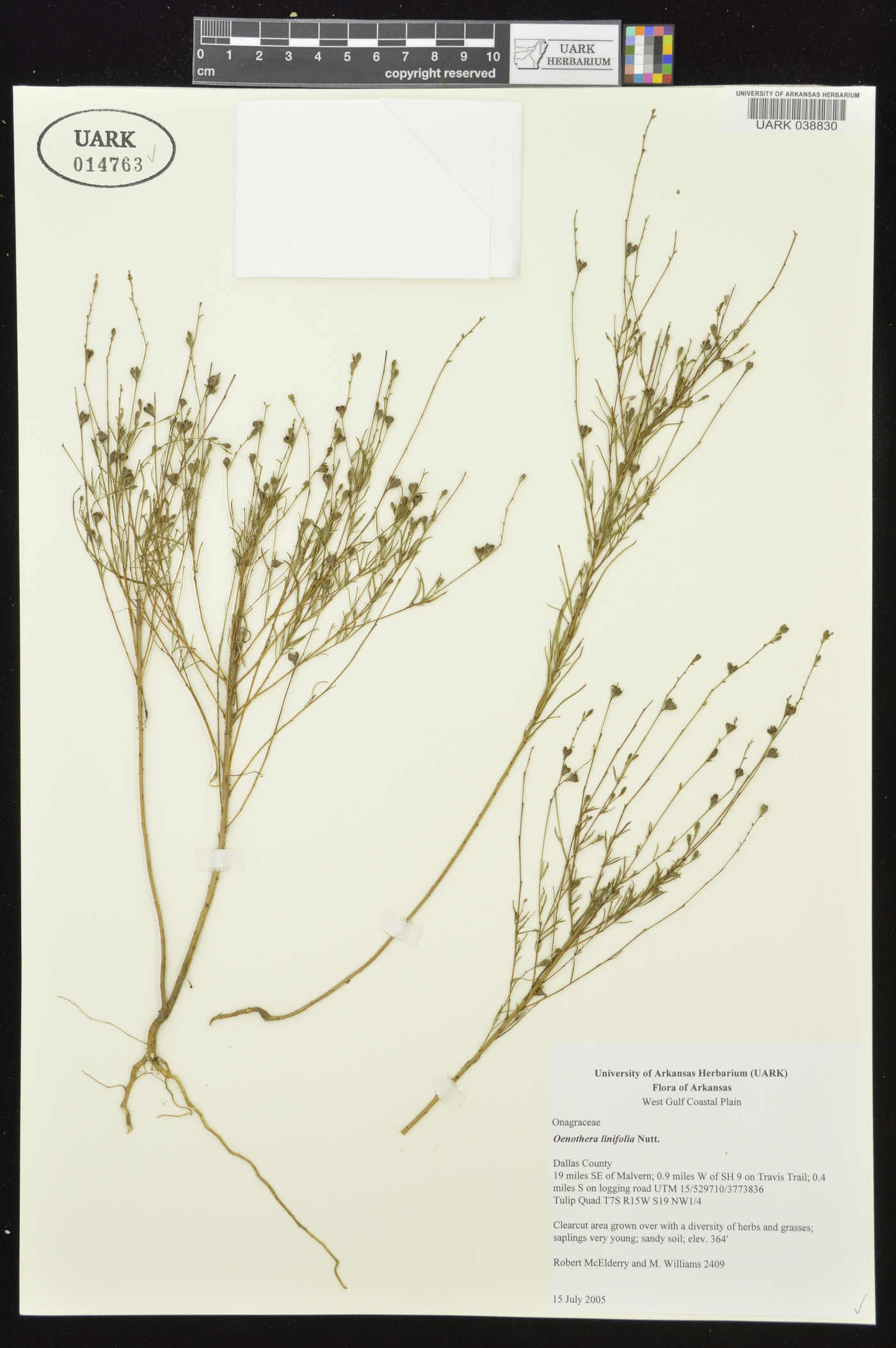 Oenothera linifolia image