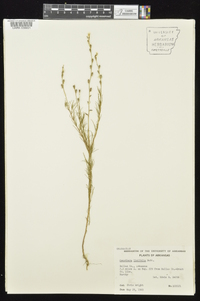 Oenothera linifolia image