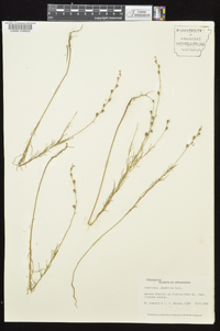 Oenothera linifolia image