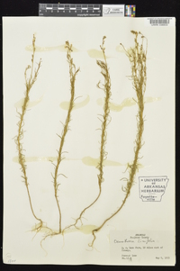 Oenothera linifolia image