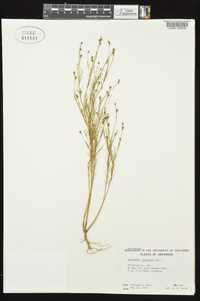 Oenothera linifolia image