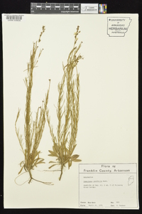 Oenothera linifolia image