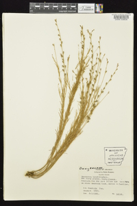 Oenothera linifolia image