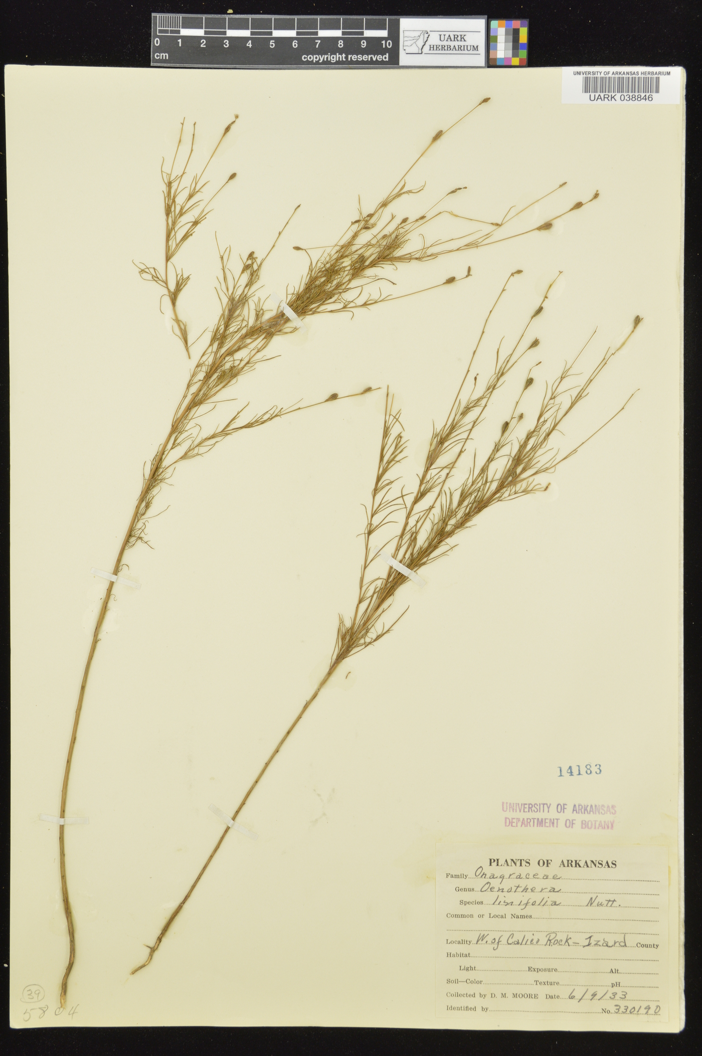 Oenothera linifolia image