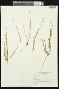 Oenothera linifolia image