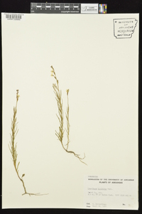 Oenothera linifolia image