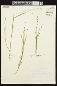 Oenothera linifolia image