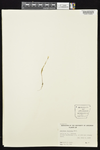 Oenothera linifolia image