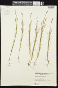 Oenothera linifolia image