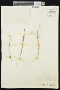 Oenothera linifolia image