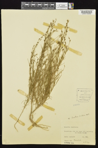 Oenothera linifolia image