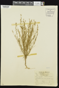 Oenothera linifolia image