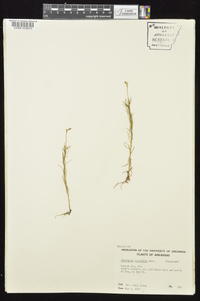 Oenothera linifolia image