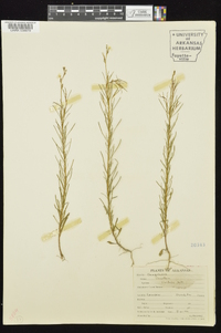 Oenothera linifolia image