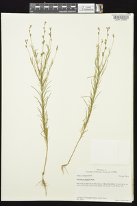 Oenothera linifolia image