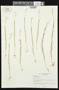 Oenothera linifolia image