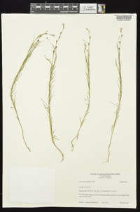 Oenothera linifolia image