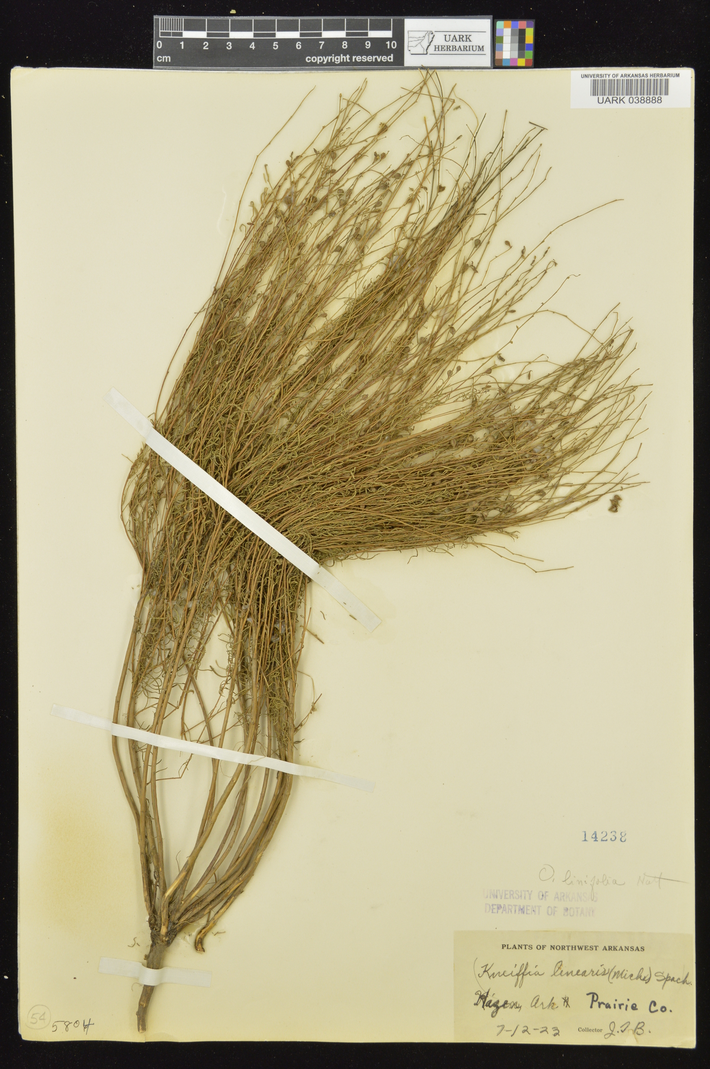 Oenothera linifolia image