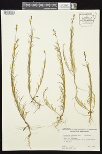 Oenothera linifolia image