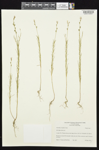 Oenothera linifolia image