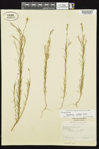 Oenothera linifolia image