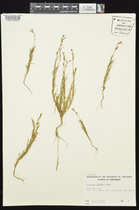 Oenothera linifolia image