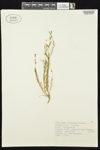 Oenothera linifolia image