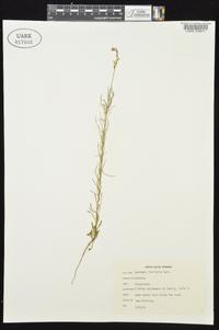 Oenothera linifolia image