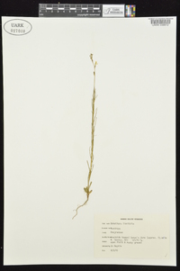 Oenothera linifolia image